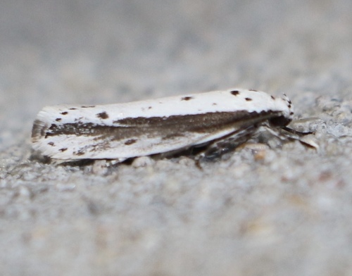 Ethmia mirusella Chambers, 1874