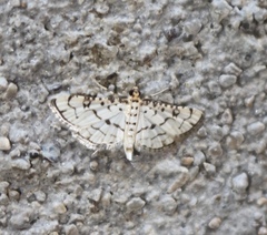 Hileithia rehamalis