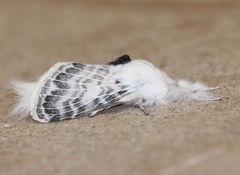 Apotolype brevicrista