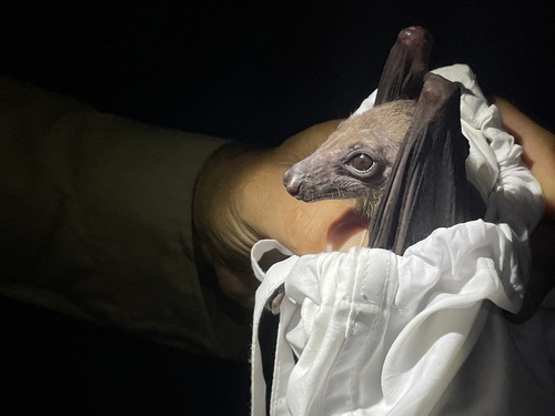 Angolan Soft-furred Fruit Bat