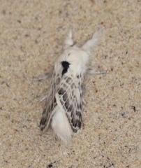 Apotolype brevicrista