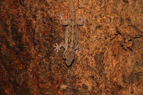 Dra Wall Gecko (Tarentola panousei)