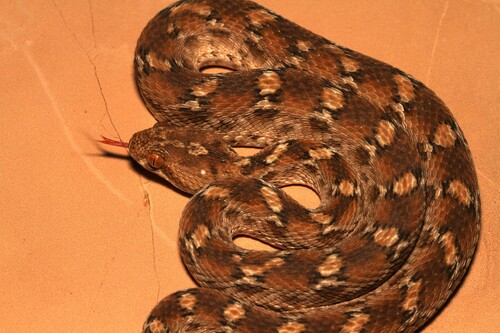 Roman's Saw-scaled Viper