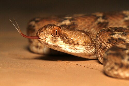 Roman's Saw-scaled Viper