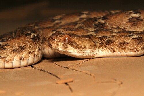 Roman's Saw-scaled Viper