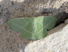 Dichorda rectaria