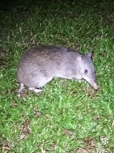 Queensland Barred Bandicoot