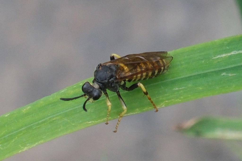 Tenthredo jacutensis