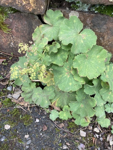 Lady's Mantle