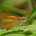Dukes' Skipper - Photo (c) allenwoodliffe, some rights reserved (CC BY-NC), uploaded by allenwoodliffe