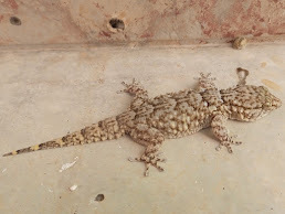 Ringed Wall Gecko