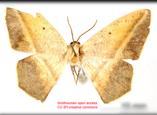 Neoblasta sublimbata