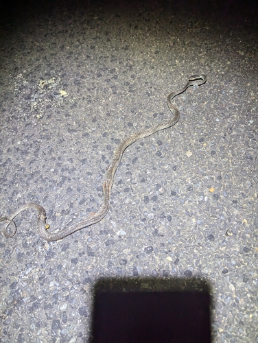 Common Tree Snake sighting