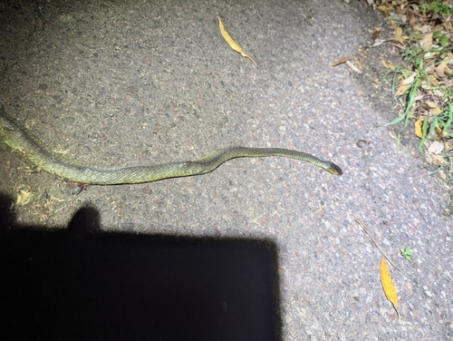 Common Tree Snake sighting
