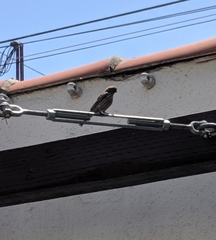 Haemorhous mexicanus