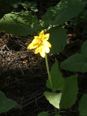 Arnica nevadensis