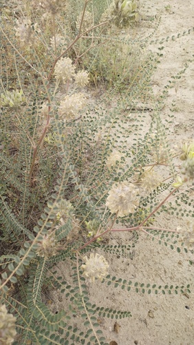 Astragalus globiceps