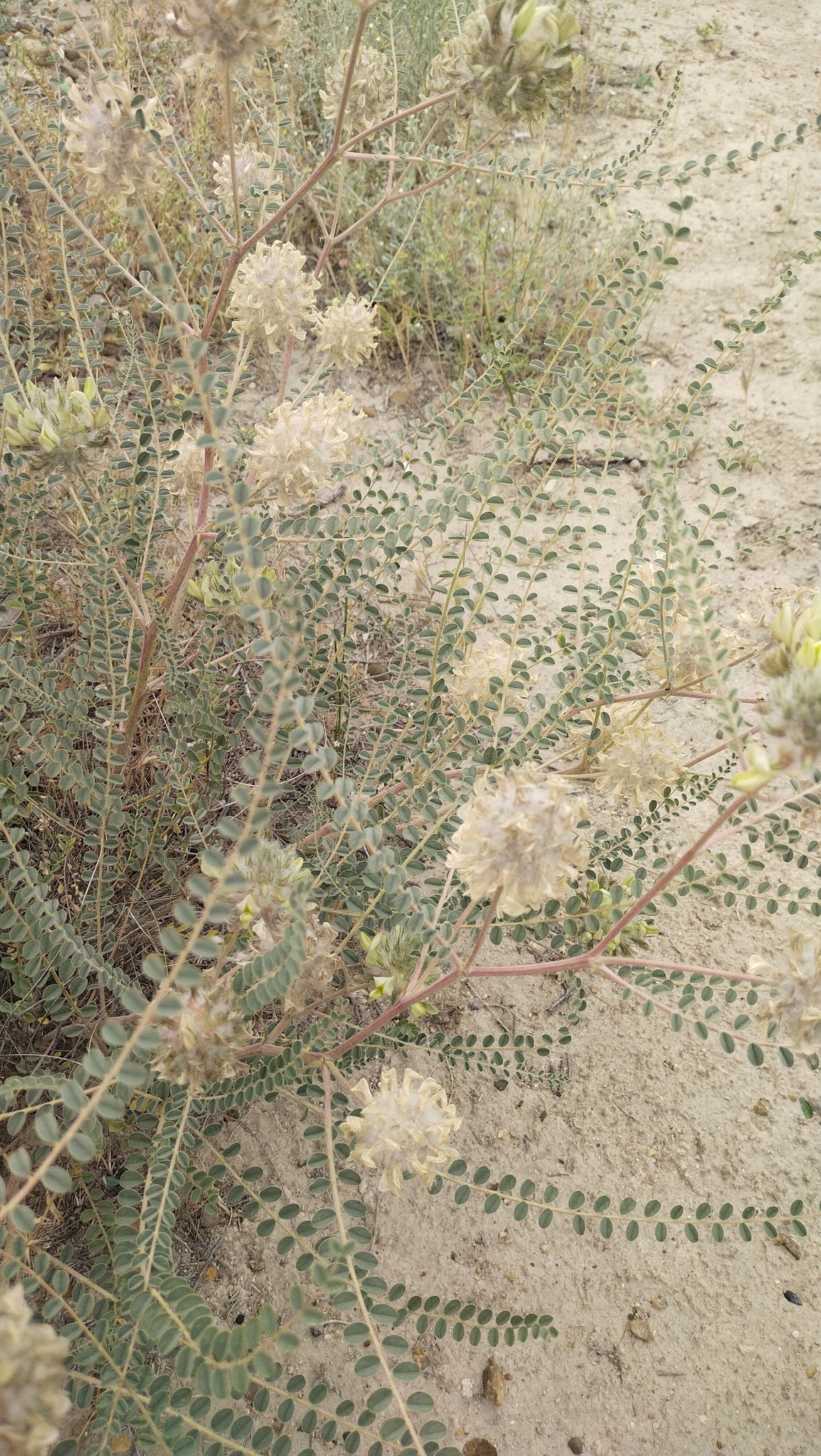 Astragalus globiceps