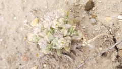 Filago griffithii, photograph Andrew Bazdyrev, CC BY, iNaturalist via GBIF