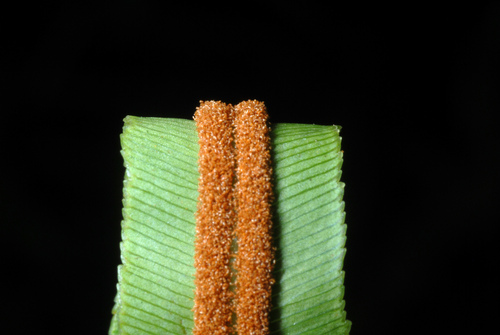 Toothed midsorus fern