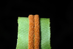 Toothed midsorus fern
