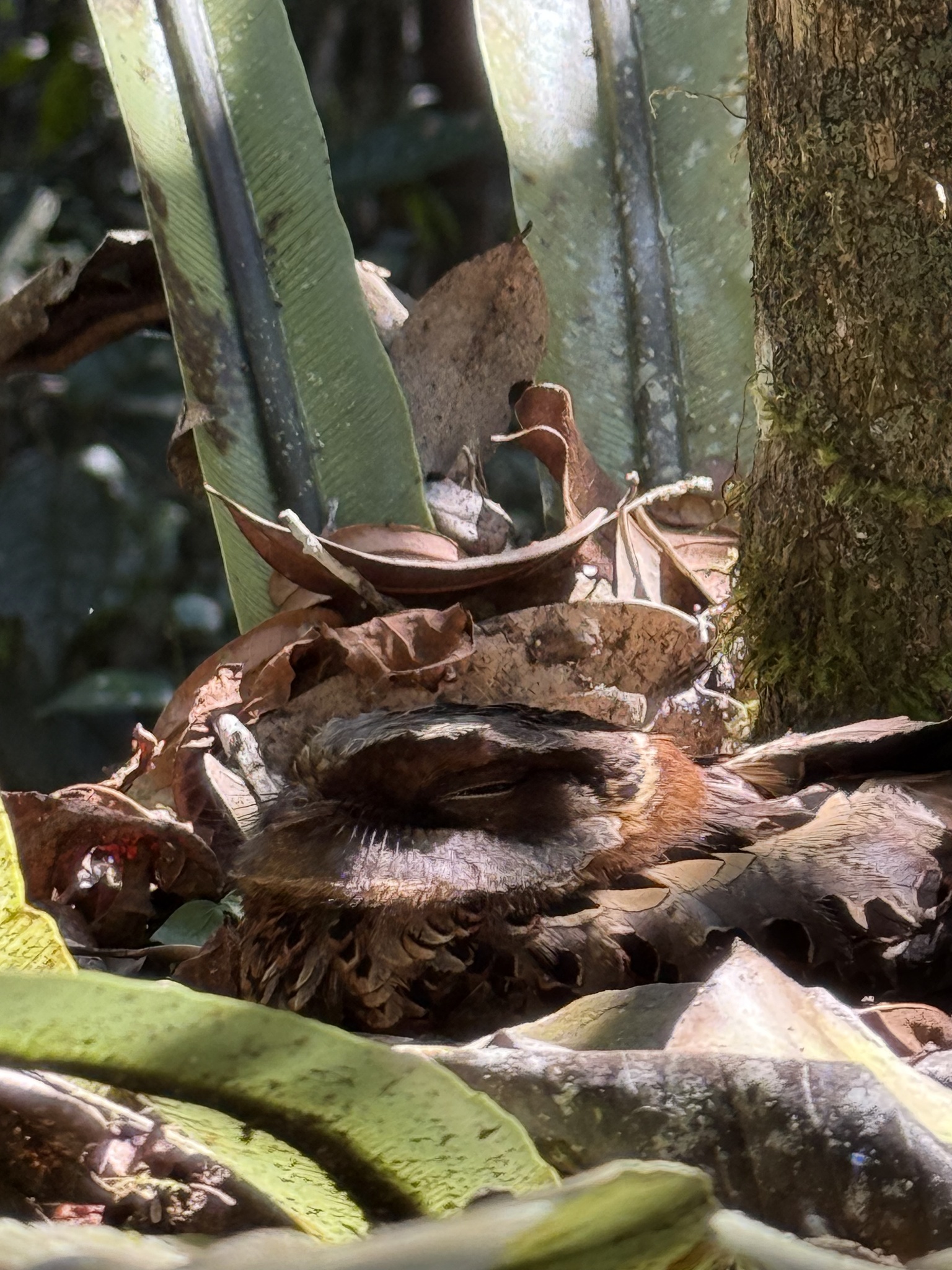 Collared Nightjar (Gactornis enarratus), photo 7