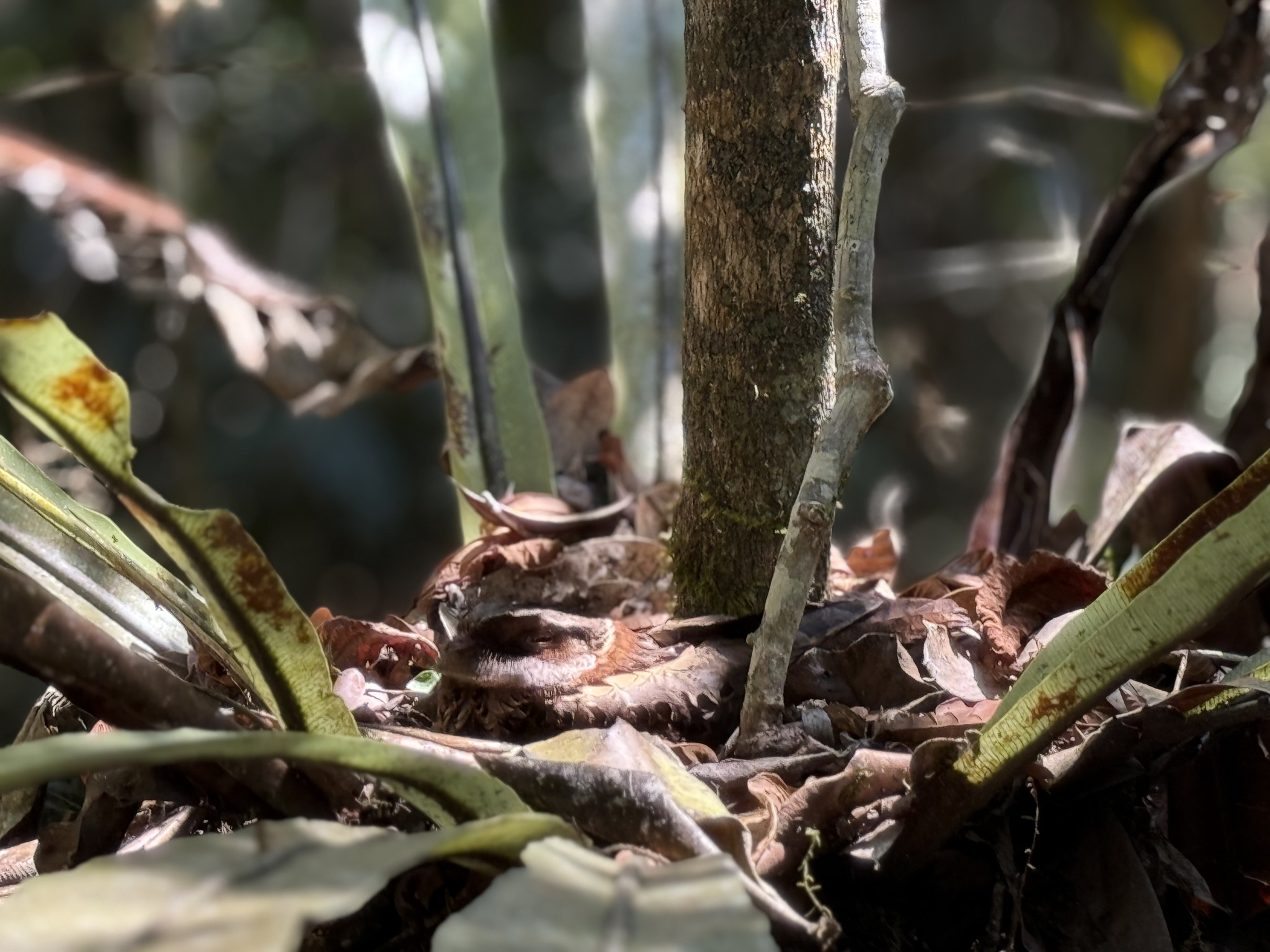 Collared Nightjar (Gactornis enarratus), photo 8