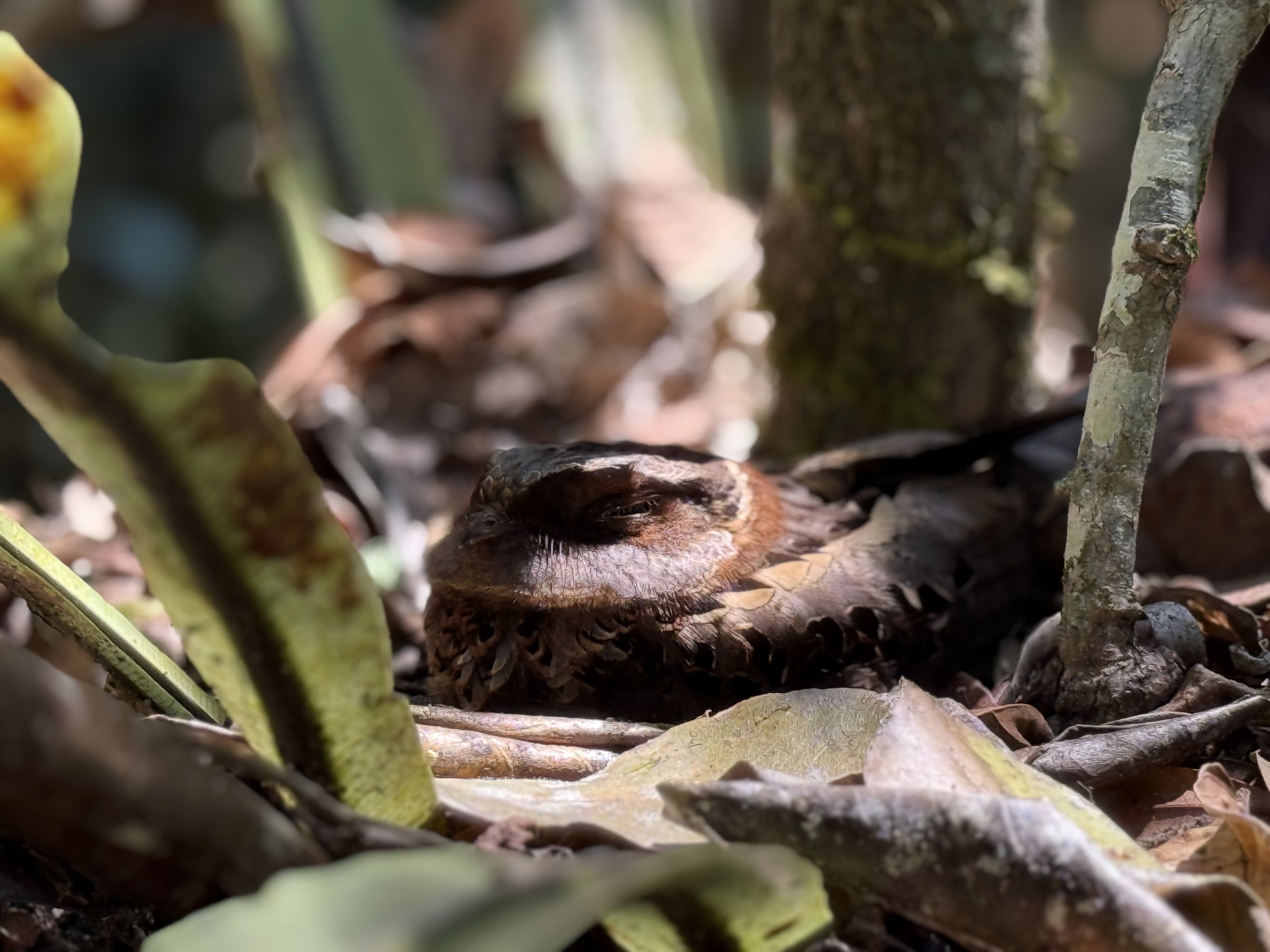 Collared Nightjar (Gactornis enarratus), photo 9