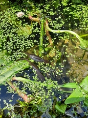 Lissotriton vulgaris