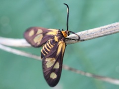 Thyrassia penangae