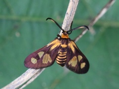 Thyrassia penangae