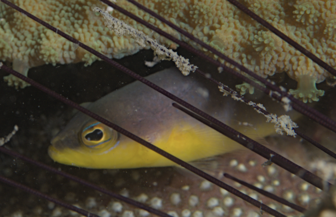 Karimunjawa Dottyback photo 2