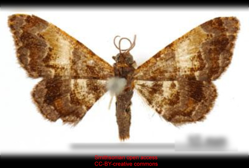 Neozuga latifascia