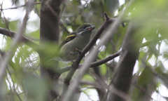 Pogoniulus leucomystax