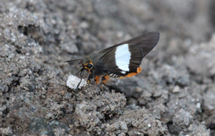 Coeliades forestan forestan