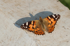 Vanessa cardui