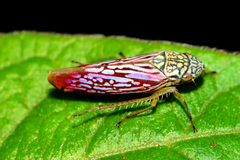Graphocephala edwardsii