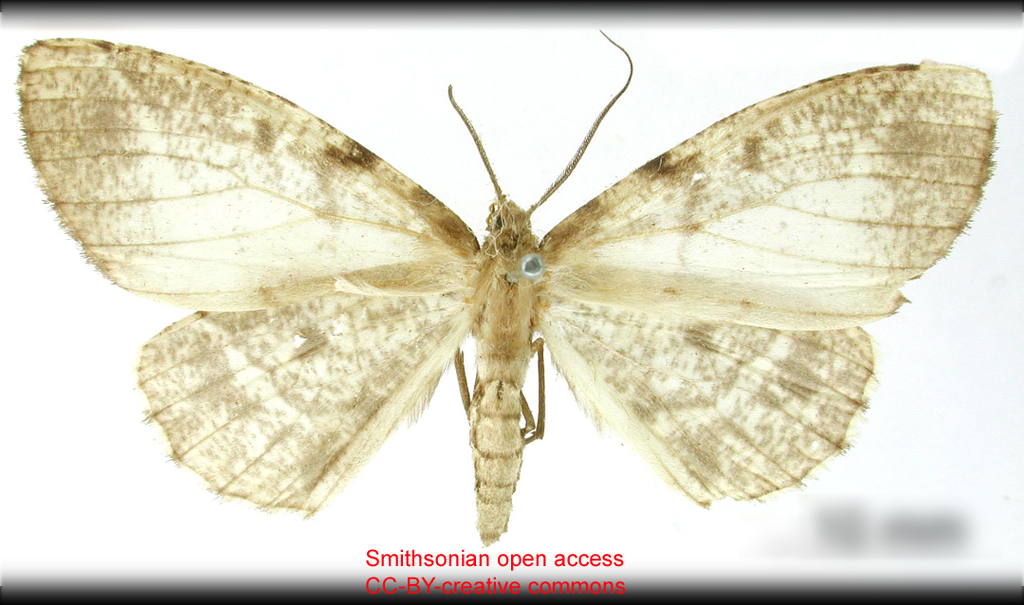 Nephodia cassaria