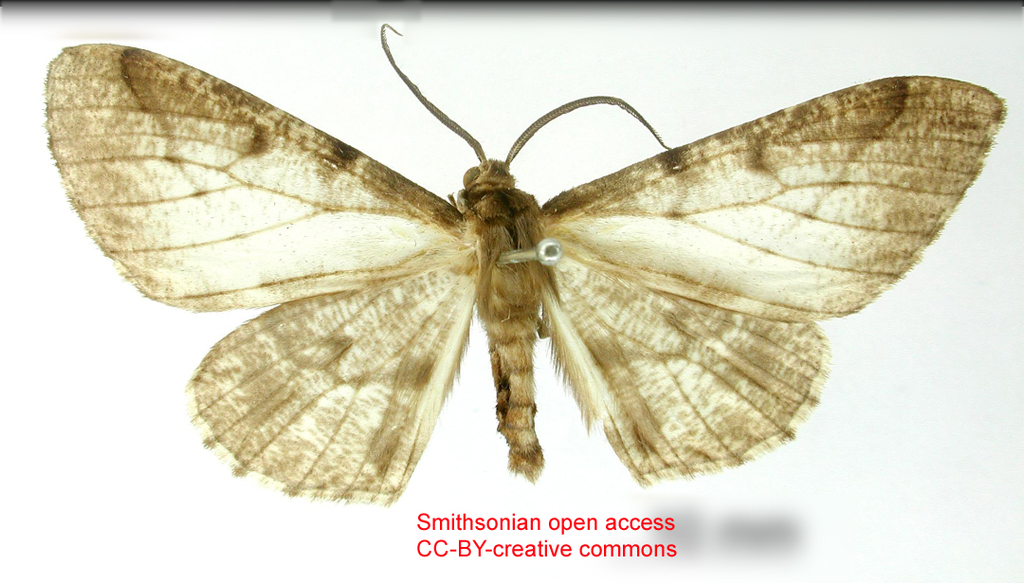 Nephodia cassarioides