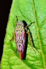 Graphocephala edwardsii