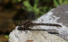Phanogomphus lividus
