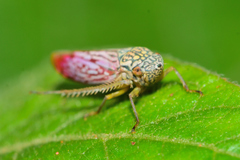 Graphocephala edwardsii