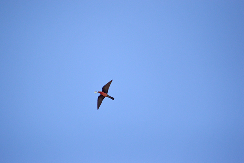 Rosy Bee-eater