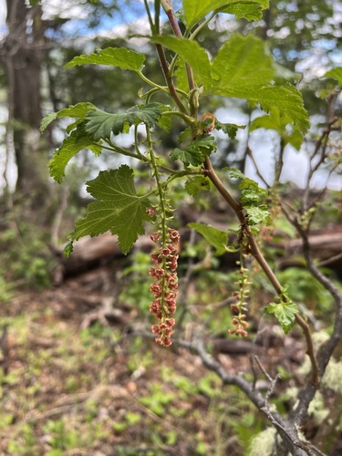 Ribes magellanicum, photograph 5