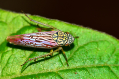 Graphocephala edwardsii