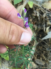 Lupinus truncatus