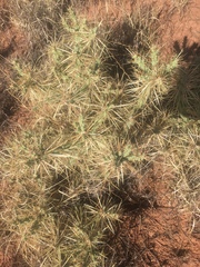 Cylindropuntia davisii