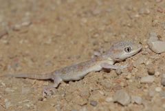 Eastern Sand Gecko photo 4