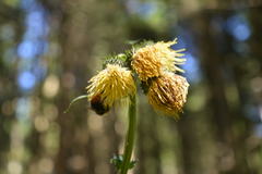 Cirsium erisithales