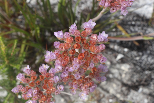 Image of Dilatris pillansii by (c) Jim Sweet, some rights reserved (CC BY)